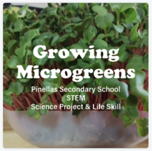 Growing Microgreens 